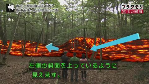 ブラタモリ 富士の樹海(青木ヶ原樹海 )(1409)