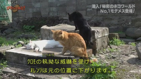 ダーウィンが来た ミュウ