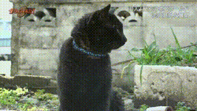 ダーウィンが来た 猫の交尾