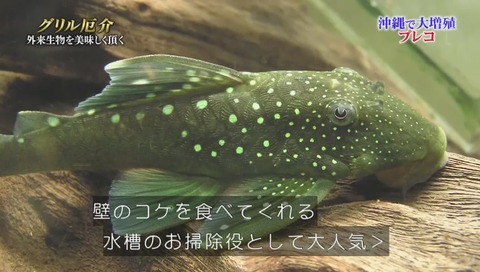 プレコ 和名:マダラロリカリア