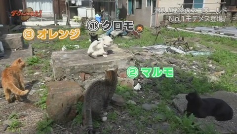ダーウィンが来た ミュウ