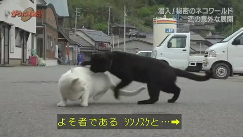 ダーウィンが来た ミュウ