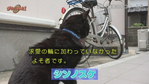 ダーウィンが来た ミュウ