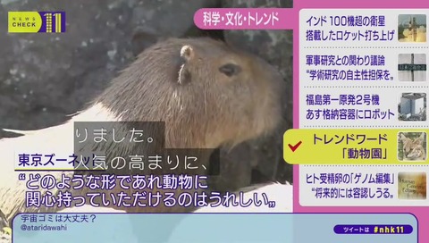 NHKニュースチェック11 けものフレンズ デビュー