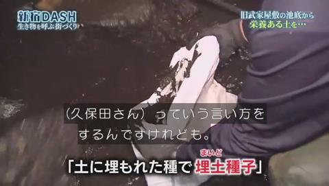 鉄腕DASH すっぽんと刀 (894)