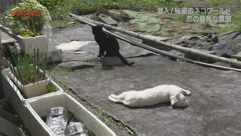 ダーウィンが来た ミュウ