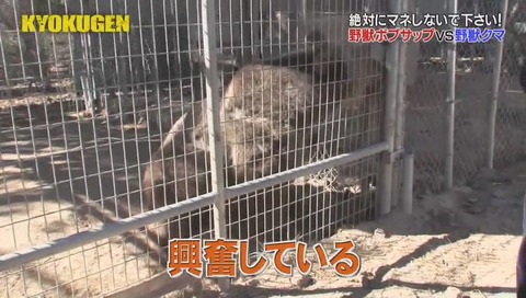 KYOKUGEN ボブ・サップ vs 熊