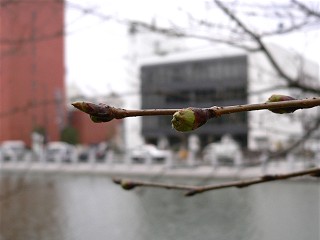 sakura05032401