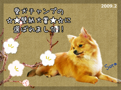 愛犬チャンプ☆★壁紙大賞★☆