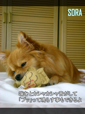 カシャカシャ