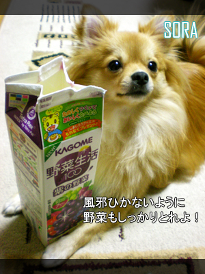 でもやっぱり僕は肉がいい