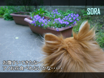 グゥ