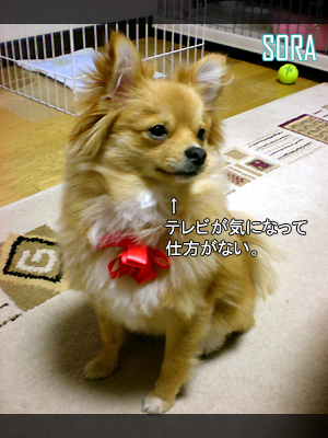 オマケ
