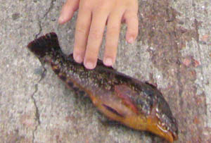 20060610turi1