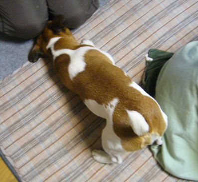しつこい犬