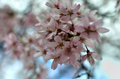 20110409DSC_8362国立桜SM