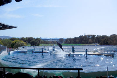 20161030DSCN6020京都水族館SM