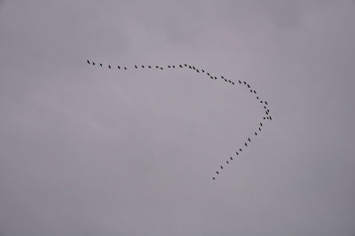 20110220DSC_8133鳥編隊
