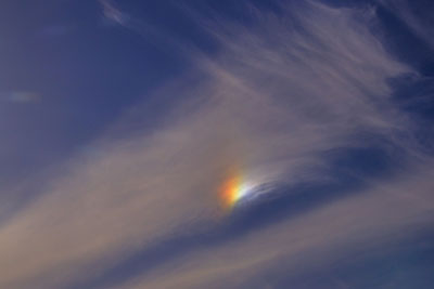 20110525DSC_8991彩雲オラン