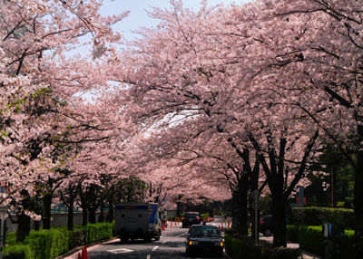 20180329DSCN8644大崎桜SM