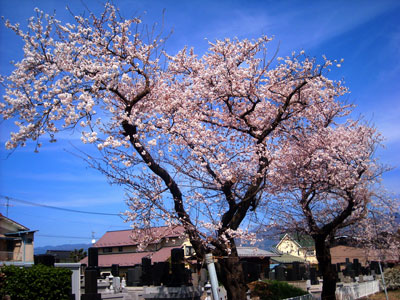 20110417DSCN2398松本桜SM