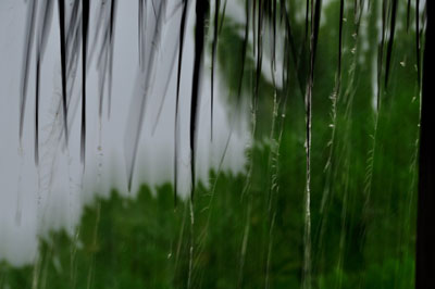 20100405DSC_2976あまやどりS