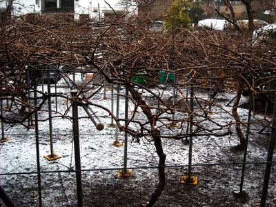 20110211雪DSCN2198SM