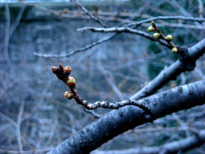 20100313DSCN0817目黒川つぼ