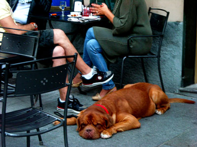 20100920DSCN1636犬SM