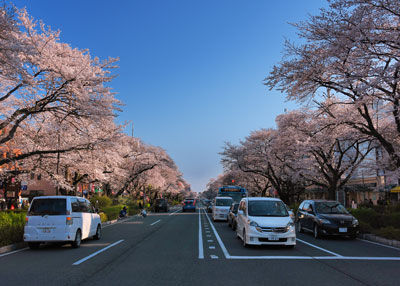20180325DSC_0245国立桜SM