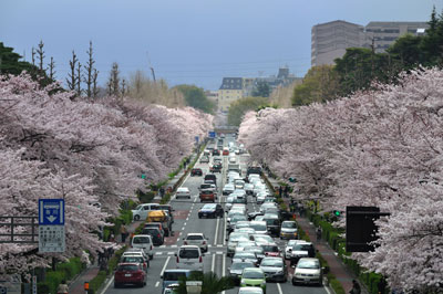 20110409DSC_8343国立桜SM
