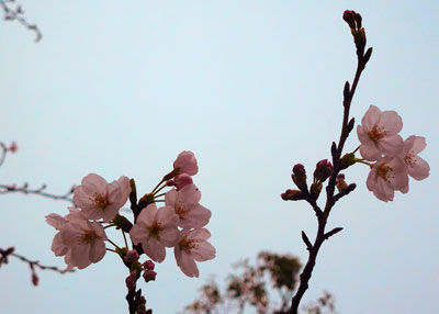 20180319DSCN8621浜松町桜開花SM