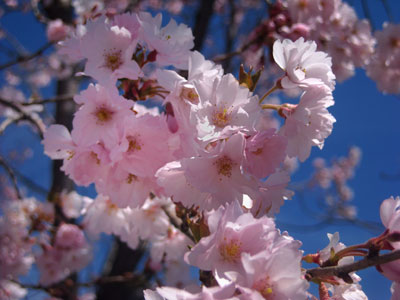 20110417DSCN2395松本桜SM