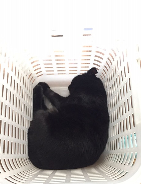 ジジ睡眠