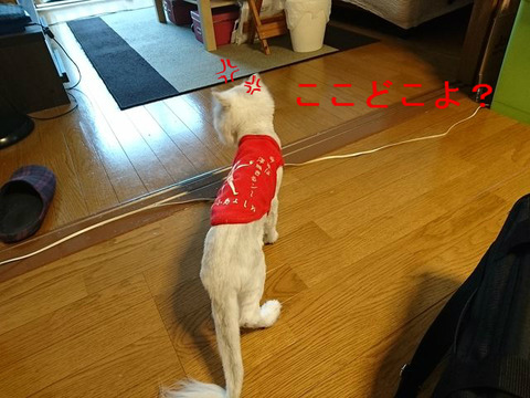 BlogPaint