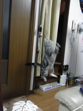 12010323