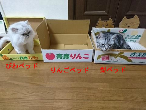 BlogPaint