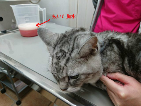 BlogPaint