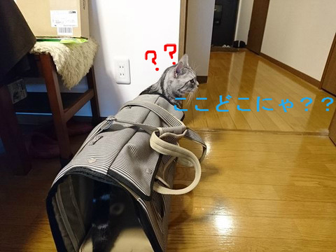 BlogPaint