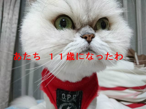BlogPaint
