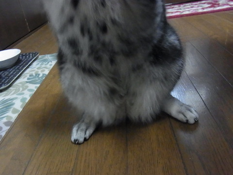 12011738