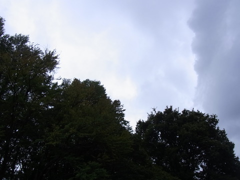 12093009