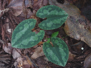 DSC00412