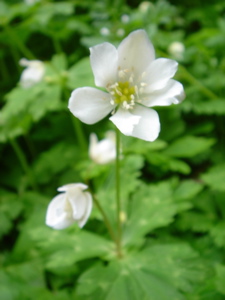 0388ab54.jpg
