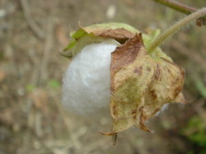 DSC00211