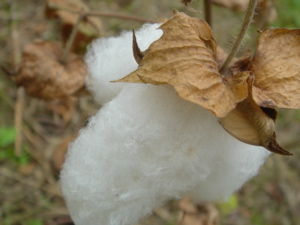 DSC00222