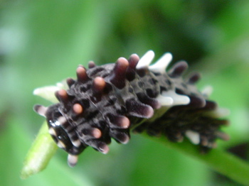 DSC00411