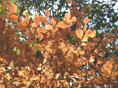 DSC02412