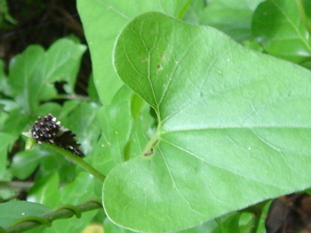 DSC00380