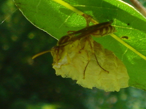 DSC00270